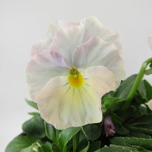 yNA@i̔@ԓȁփtpW[@yNA@qJ[37r@10D5cm|bg