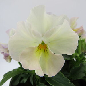 yNA@i̔@ԓȁփtpW[@yNA@qJ[38r@10D5cm|bg