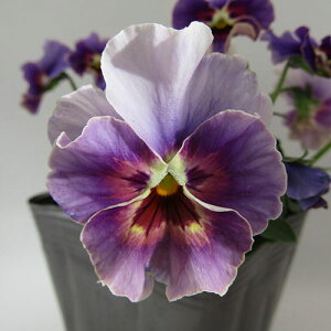 yNA@i̔@ԓȁփtpW[@yNA@qJ[39r@10D5cm|bg