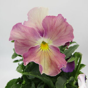 yNA@i̔@ԓȁփtpW[@yNA@qJ[40r@10D5cm|bg