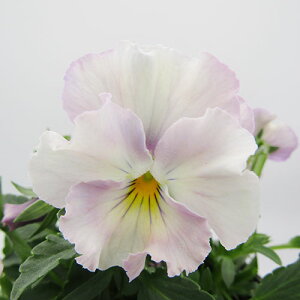 yNA@i̔@ԓȁփtpW[@yNA@qJ[42r@10D5cm|bg