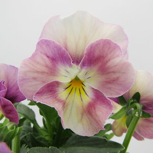 yNA@i̔@ԓȁփtpW[@yNA@qJ[43r@10D5cm|bg