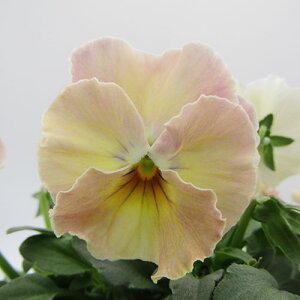 yNA@i̔@ԓȁփtpW[@yNA@qJ[44r@10D5cm|bg