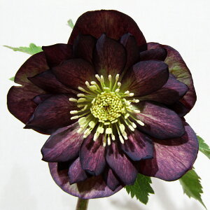 �y�v���~�A���w���{�z�@�L�����|����̃v���~�A���N���X�}�X���[�Y�@�q�_�u���r�@�O���[�v�o�C�J���[�@�J�Ԋ��@5�����A���@����1���I�yNO.407�z