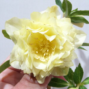 �y�v���~�A���w���{�z�@�����_������̃v���~�A���N���X�}�X���[�Y�@�q���ك_�u���r�@�f�B�I�[�l�S�[���h�������^�C�v�@�J�Ԋ��@4�D5���|�b�g�A���@����1���I�yNO.533�z