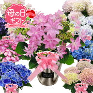 ■母の日ギフト■アジサイ 4号 オリジナルバスケット入り 17色から好きなお花を選べる♪ ダンスパーティ…