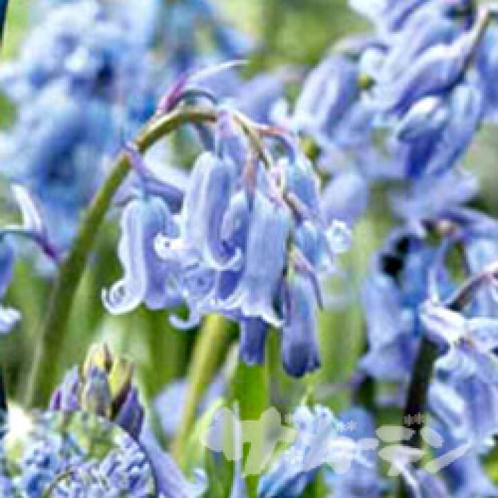 楽天市場 ご予約商品 ご予約区分a 秋植え球根 イングリッシュブルーベル5球入り ペットエコ ザガーデン楽天市場店 楽天市場 ご予約商品 ご予約区分a 秋植え球根 イングリッシュブルーベル5球入り ペットエコ ザガーデン楽天市場店