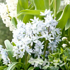 楽天市場 球根 シラーの通販