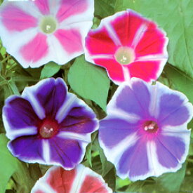 楽天市場 曜白朝顔 混合の通販