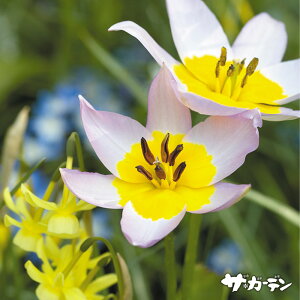 HA̋ Ch`[bv `[bv CbN_[ 5