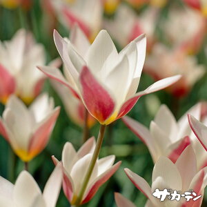 HA̋ Ch`[bv `[bv fBWF[ 5