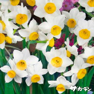 【予約限定特価】　スイセン 球根　秋植えの球根ご予約販売　水仙 徳用袋　寒咲き日本水仙　徳用8球入り…
