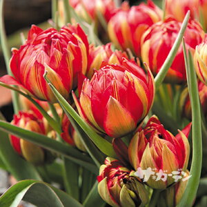 HA̋ Ch`[bv `[bv q~X T}T 5