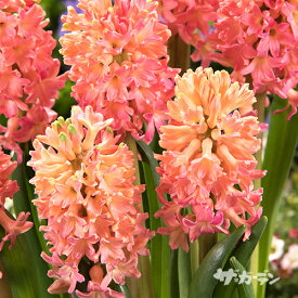 楽天市場 花の球根 種類 植物 ヒヤシンス 球根 ガーデニング 農業 花 ガーデン Diyの通販