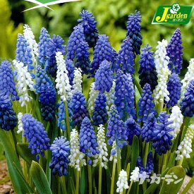 楽天市場 寄せ植え セット 球根 ガーデニング 農業 花 ガーデン Diyの通販