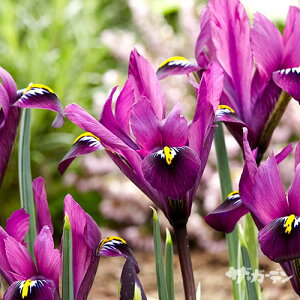 HA̋ ~jACX ACX eBL[^ p[vq 5