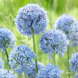楽天市場 球根 アリウムの通販