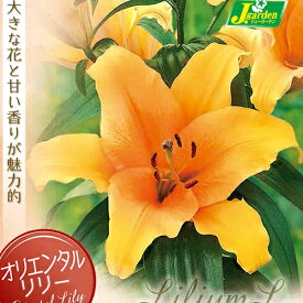 楽天市場 百合 オレンジ 鉢植えの通販