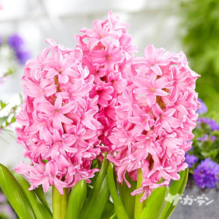 楽天市場 秋植え球根 ヒヤシンス ピンクパール 濃い桃 １球 バラ球 18 19cm球 ペットエコ ザガーデン楽天市場店