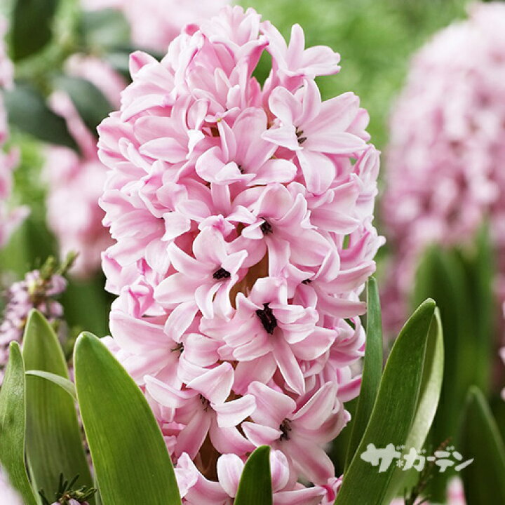 楽天市場 秋植え球根 ヒヤシンスフォンダンテ 淡い桃 １球 バラ球 18 19cm球 ペットエコ ザガーデン楽天市場店