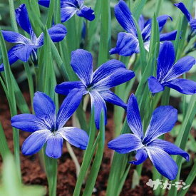 【早期ご予約特価】 秋植えの球根 テコフィレア シアノクロッカス 2球入り 【ご予約区分A】