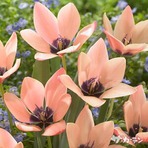 HA̋ Ch`[bv `[bv NVAi AjJ 5