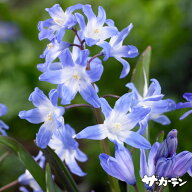 【予約限定特価】　秋植えの球根ご予約販売　チオノドクサ　サルデンシス　5球入り　【予約区分A：9月下…