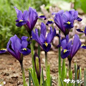 HA̋ ~jACX ACX eBL[^ u[q 5