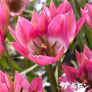 HA̋ Ch`[bv `[bv K[fIuNVEX 5