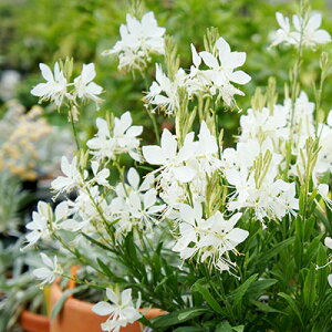 hRpNgKECmZgtFA[9cm|bgc