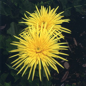 hcNVbNK[xd炫@t10.5cm|bgc