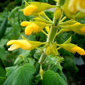 h TrA }hVX 10D5cm|bgc