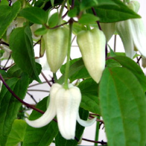 ■宿根草■常緑冬咲きクレマチス アンスンエンシス3号ポット苗