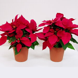 y\izVNԁ|CZ`A bh5@2Zbg