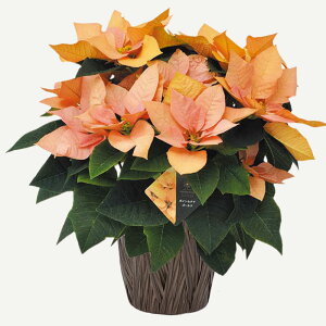 y\izEB^[Mtg|CZ`A S[h 5A 5Jo[