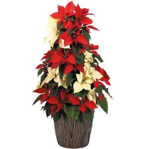 y\izEB^[Mtg|CZ`AXpCdăzCg&bh4D5Jo[