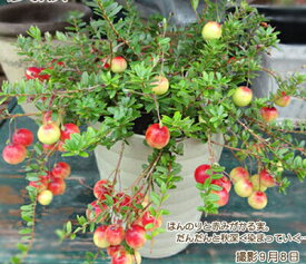 楽天市場 クランベリー 苗の通販