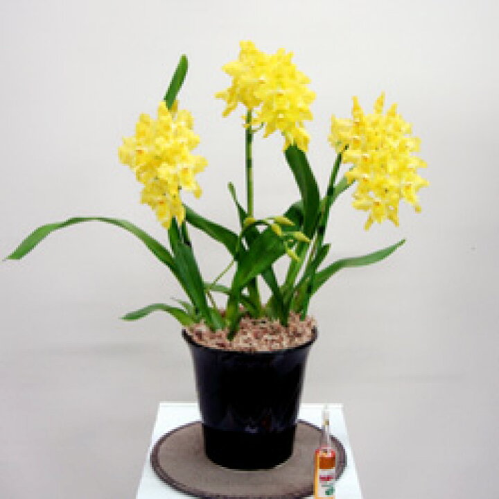 楽天市場 オフシーズン 新鮮鉢花 オドントグロッサムフォルトゥーナ６号鉢 ３本立ち ペットエコ ザガーデン楽天市場店