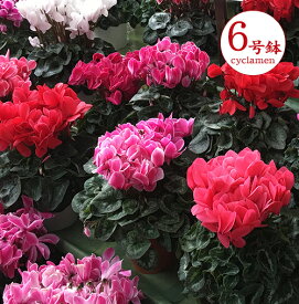 【ご予約品】【送料無料】■良品 シクラメン■シクラメン6号ボリューム満点！6号鉢別途送料が掛かる地域がございます。