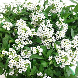 楽天市場 セダム 寄せ植え 相性の通販