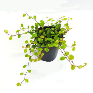 観葉植物 花壇 苗の人気商品 通販 価格比較 価格 Com 観葉植物 花壇 苗の人気商品 通販 価格比較 価格 Com