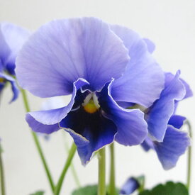 楽天市場 庭人 パンジー ビオラの通販