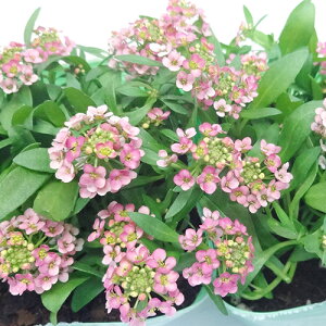 ac̃AbT@UEK[f_񐶎Y҃_t[@10D5cm|bg