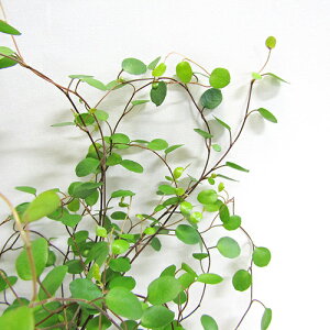 VNԒdc C[vc 9`10D5cm|bgc