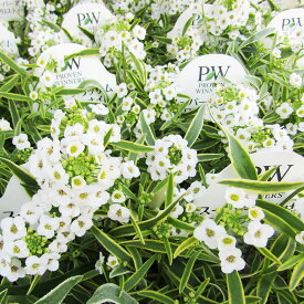 ■良品花壇苗■秋山さんのスーパーアリッサムフロスティーナイト10．5cmポット苗