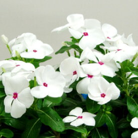 ■良品花壇苗■秋山さんの 日々草ポルカドット（ホワイトアイ）10．5cmポット苗