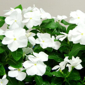 ■良品花壇苗■秋山さんの 日々草ピュアホワイト10．5cmポット苗