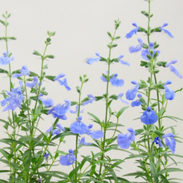 楽天市場 宿根草 宿根サルビア アズレア１０ ５ｃｍポット苗 ペットエコ ザガーデン楽天市場店