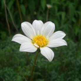 楽天市場 コスモス 苗 苗物 ガーデニング 農業 花 ガーデン Diyの通販