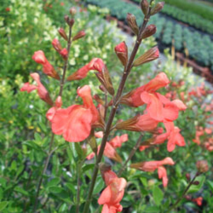 楽天市場 宿根草 チェリーセージピーチ１０ ５ｃｍポット苗 ペットエコ ザガーデン楽天市場店